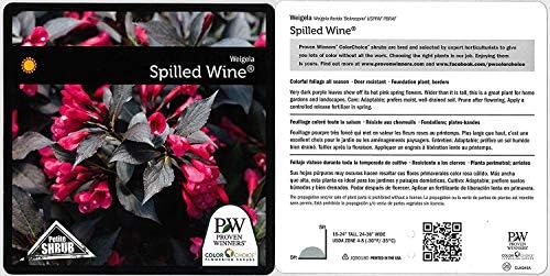 Proven Winners - Weigela Florida Spilled Wine (Weigela) Shrub, Pink Flowers, #2 - Size Container - Image 6