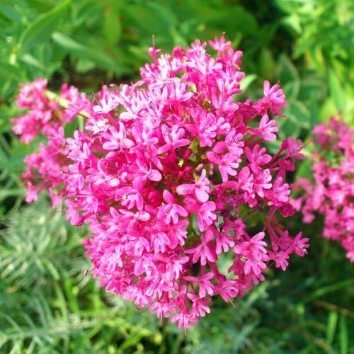 2 Pink Milkweed Asclepias Live Plants, Garden Flower Plant, 5-8 Inch Tall - Image 3