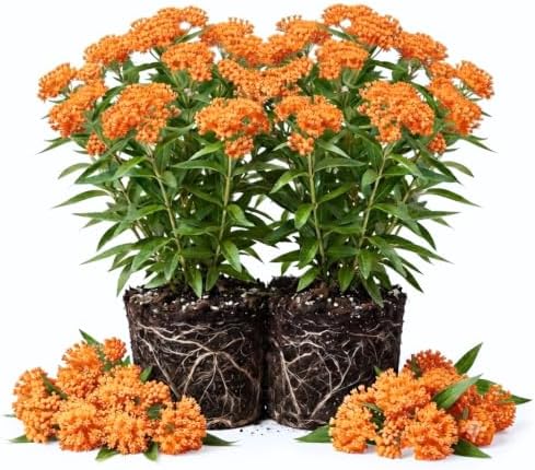 2 Orange Butterfly Milkweed Live Plants, 4-9 Inch Tall by UIOTER