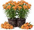2 Orange Butterfly Milkweed Live Plants, 4-9 Inch Tall by UIOTER