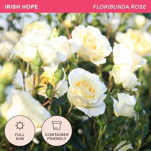 Heirloom Floribunda Roses, Live Own Root Plant, Irish Hope™ - Image 4