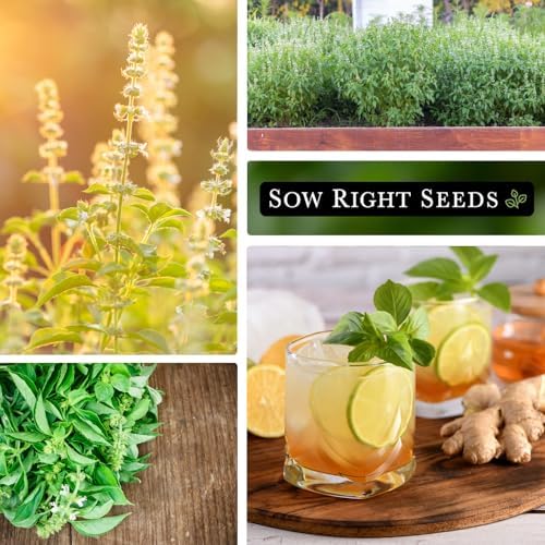 Sow Right Seeds - Lemon Basil Seed for Planting Indoor Outdoor - Image 4