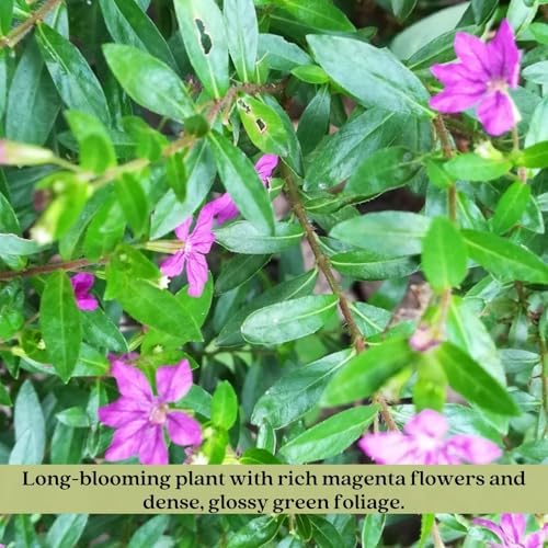 Clovers Garden Mexican Heather Magenta Plants - Two (2) Live Plants – Non-GMO - Not Seeds - Each 4" to 8" Tall – in 4" Inch Pots - Heat Tolerant, Pollinator Friendly, Low Maintenance - Image 4