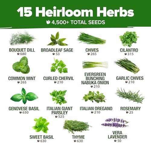 HOME GROWN 15 Culinary + 15 Organic Herb Seeds Variety Pack – 7,000+ Non-GMO USA Heirloom Seeds for Indoor/Outdoor Garden, Hydroponics & Gift Use – Basil, Cilantro, Parsley & More - Image 3