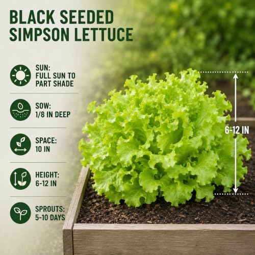 1000+ Lettuce Seeds for Planting - Heirloom, Black Seeded Simpson - Image 4