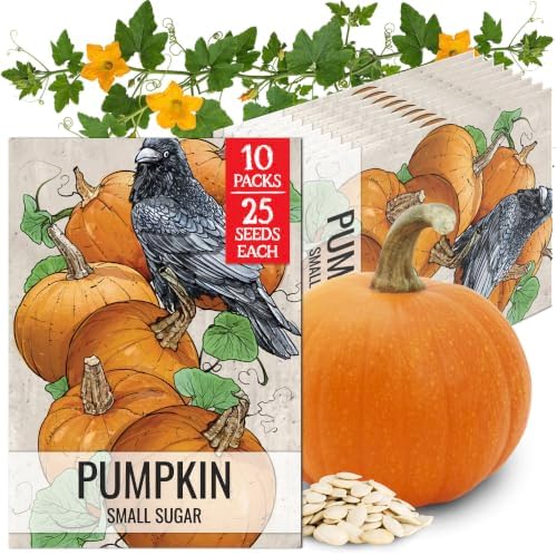 Seed Needs Small Sugar Pumpkin Seeds to Plant Vegetables - 10 Packs by SeedNeeds
