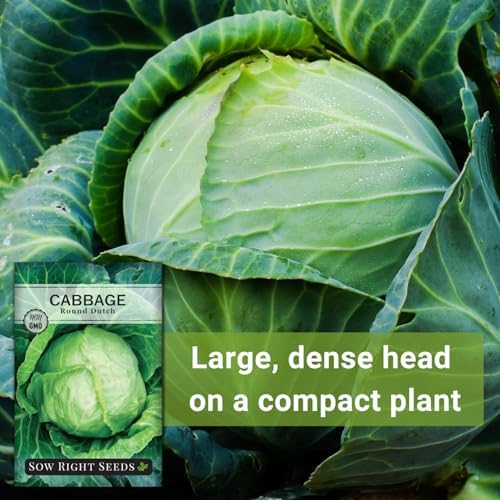 Sow Right Seeds - Early Round Dutch Cabbage Seed for Planting Vegetables - Image 5