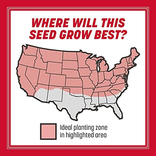 Pennington The Rebels Tall Fescue Grass Seeds for Lawn, 3 lb - Image 4