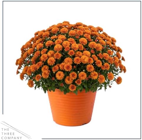 Chrysanthemum (Color Match Deco Pot), Orange Blooms, Live Fall Flowering Perennial, 15" Tall by 12" Wide in 3 Qt Pot - Image 3