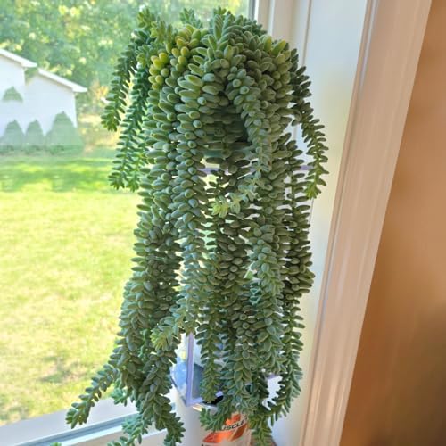 Sprout N Green Donkey's Tail, Live Sedum Morganianum-Burro's tail Succulent in 4" Pot, Trailing Plant for Home Office Indoor Outdoor Hanging Decor, DIY Project, Party Favor, Pet Friendly, Easy to Care - Image 3