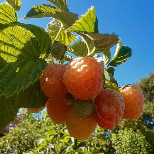 2 Fall Gold Live Raspberry Plants, Home Garden Berry Bush, 4-6 Inch Tall - Image 3