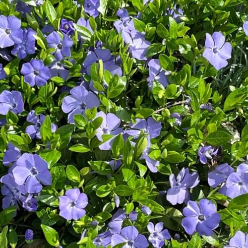 25 Vinca Periwinkle Live Plants, Hardy Flower Plant, 6-8 Inch Tall - Image 6