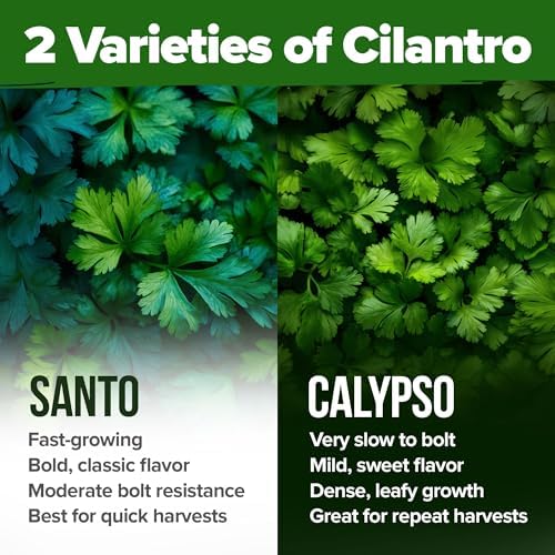 HOME GROWN Calypso & Santo Cilantro Seeds, 500 Seeds, Coriandrum sativum - Image 2