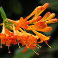 Honeysuckle Bush Live Plant, 5-10 Inch Tall by PlantsSeedsBulbs