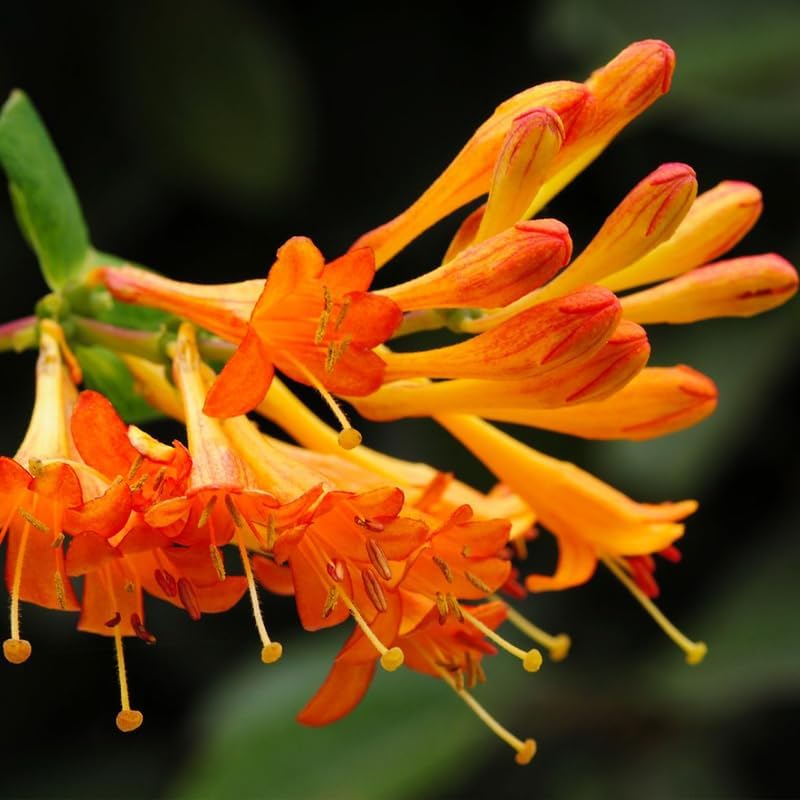 Honeysuckle Bush Live Plant, 5-10 Inch Tall by PlantsSeedsBulbs