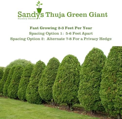 Thuja Green Giant Arborvitae Lot of 20, 3 Inch Pot - Image 5