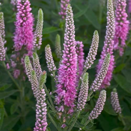 Live Plant from Green Promise Farms - Proven Winners, Veronica Magic Show 'Pink Potion' Spike Speedwell, Pink Flowers - #1 Gallon Size Container by GreenPromiseFarms