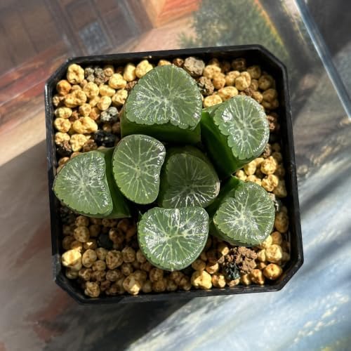 Haworthia maughanii Live Succulent Plant 2-2.5 Inch, Rare Window Leaf Succulent Bare Root No Pot, Low Maintenance Indoor Houseplant for Decorative Planters, Office Desk, Home Botanical Collection - Image 4