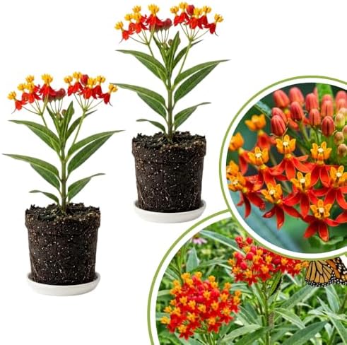 2 Red Milkweed Live Plants, Asclepias Tuberosa, 4-6 Inch Tall by Unknown
