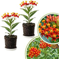 2 Red Milkweed Live Plants, Asclepias Tuberosa, 4-6 Inch Tall by Unknown