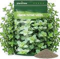 10,000+ Lemon Thyme Seeds for Planting – Creeping Thyme Ground Cover Herb, Fragrant Perennial Herb for Herb Garden, Walkways, Lawn Edging, Fence Line, Wall Cover & Pollinator Friendly Landscaping by PLANTMEW