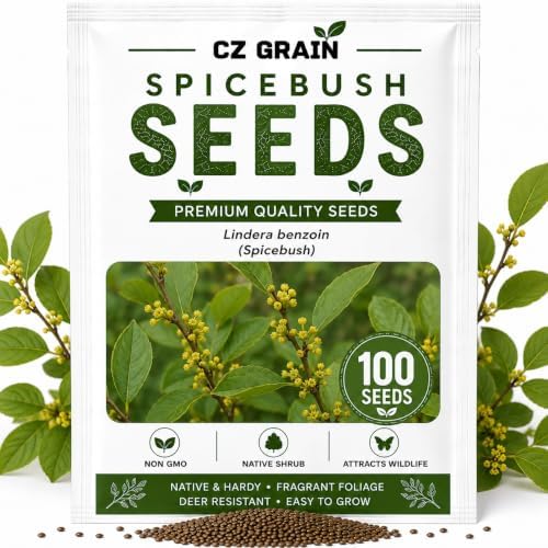 Spicebush Seeds for Planting | 100 Seeds | Lindera Benzoin Native Shrub by CZGrain