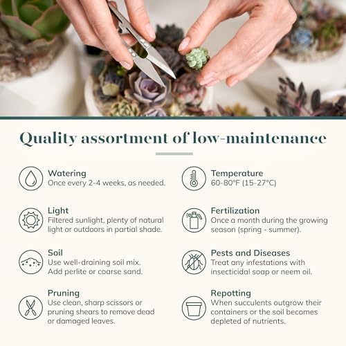 Shop Succulents Pastel Succulent Plant Pack Bulk Collection - Live Mini Succulent Plants, Low Maintenance, Bright & Serene Colors & Textures - Wedding and Party Favors, Gift & Garden, Pack of 16 - Image 7