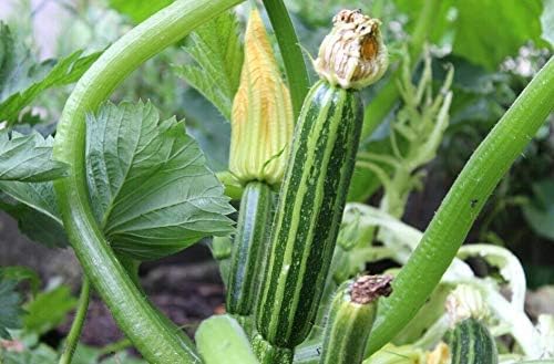 Italian Striped Zucchini Summer Squash Seeds – 50+ Heirloom Non-GMO Seeds by Isla’s Garden Seeds, High-Yield & Flavorful Variety, Perfect for Home Gardens, Easy to Grow, Great Gardening Gift - Image 3