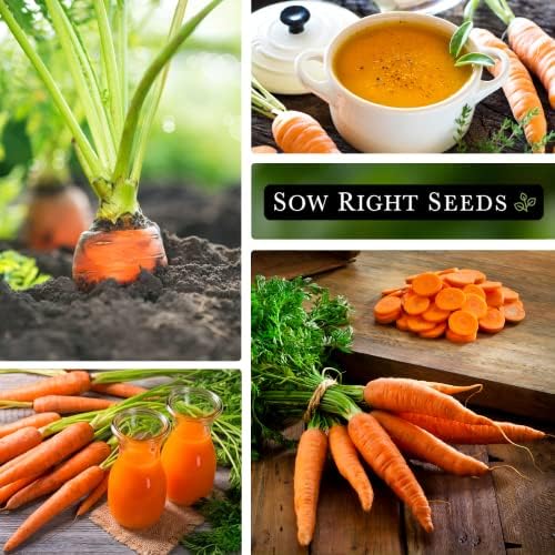 Sow Right Seeds - Scarlet Nantes Carrot Seed for Planting Baby Carrots - Image 4