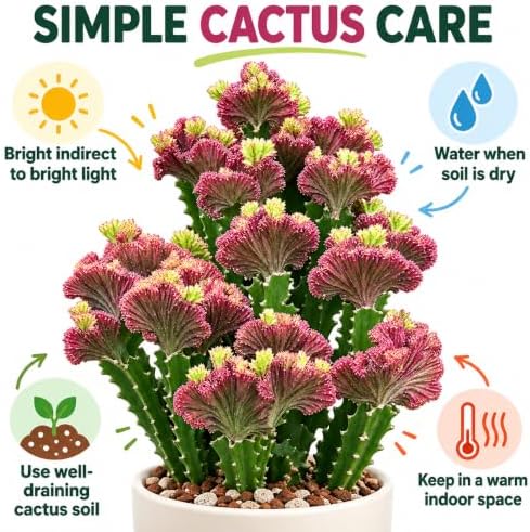 Rainbow Mermaid Tail Cactus Live Plant, Rare Crested Variegated Cactus - Image 6