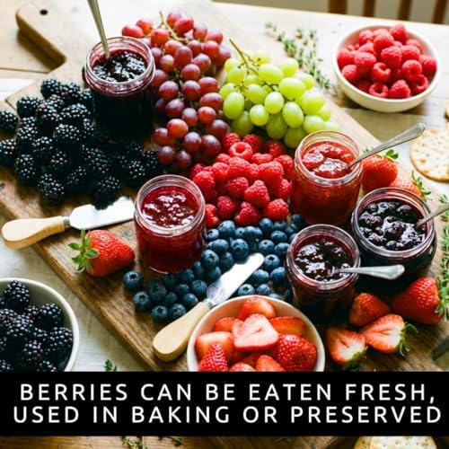 Live Berry Starter Plant Variety Pack – 1 Year Seedlings BlackBerry, Raspberry, Blueberry, Grape, & 5 Strawberry Roots, Edible Fruit Garden Kit, Outdoor Planting, Beginner Friendly Home Garden - Image 2