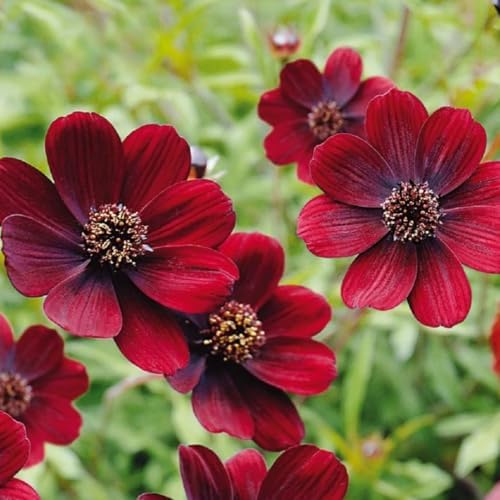 Cosmos Flower Seeds 300PCS, Easy Growing Colorful Outdoor Blooms - Image 3