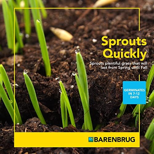 Barenbrug Wonderlawn Shady Grass Seed Mix for Lawn Care and Landscaping, 3 lbs. Bag - Image 4