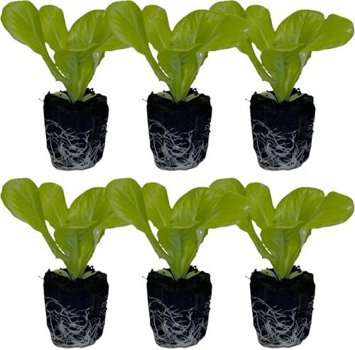 Butter Lettuce Seedlings: Ready-to-Plant, Starts, Starters, Plugs, Garden Ready, Live Plants, Transplants, Pre-Sprouted, Soil & Hydroponic Gardens (6 seedlings) by CercaCultivation