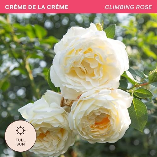 Heirloom Climbing Roses, Live Own Root Plant, Créme de la Créme - Image 4