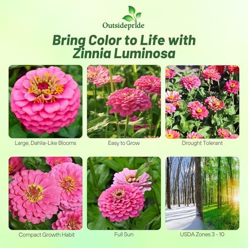 Outsidepride Luminosa Zinnia Seeds - 1000 Seeds Annual, Heat & Drought Tolerant Flower Seeds for Planting w/Vibrant Blooms for Pollinator Gardens & Floral Arrangements - Image 2