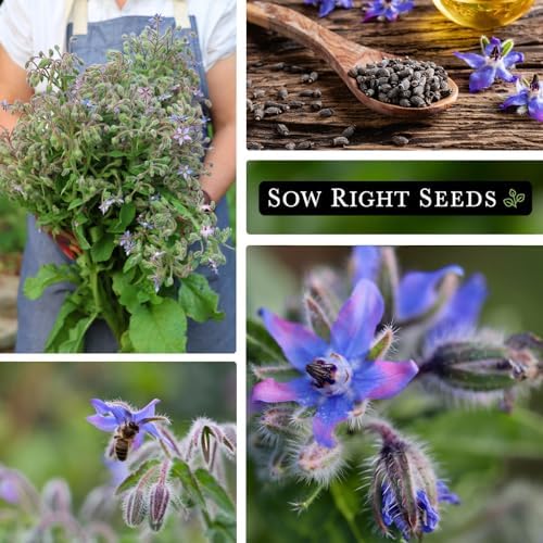 Sow Right Seeds-Borage Seed for Planting Medicinal Culinary Herb Garden 2pk - Image 4