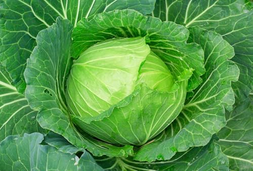 6000+ Green Cabbage Seeds for Planting - Heirloom Non-GMO - Image 6