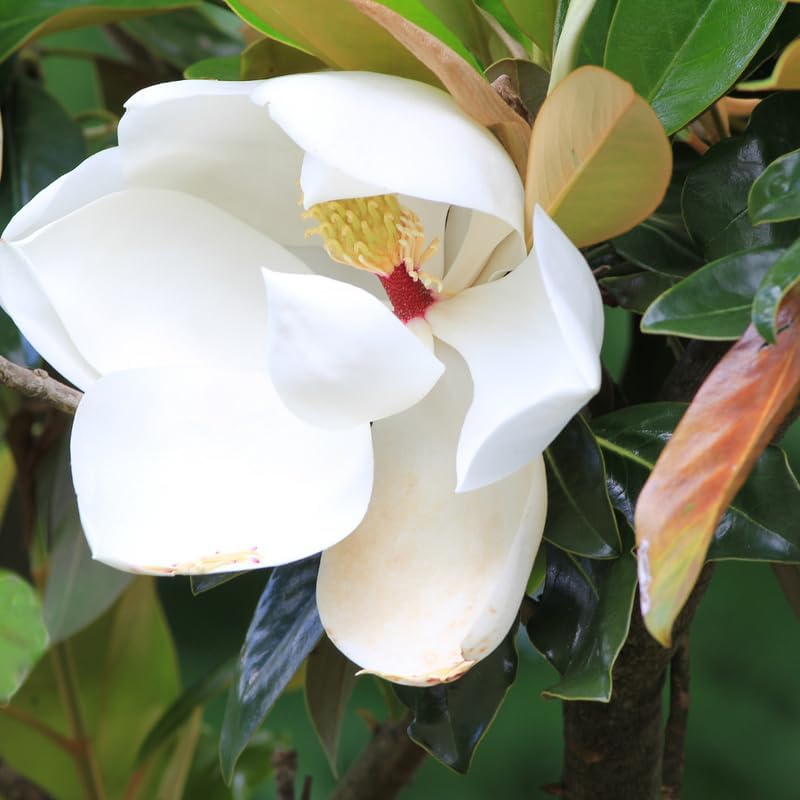 2 Sweetbay Magnolia Trees Live Plants, Fragrant Bloom Tree - Image 2