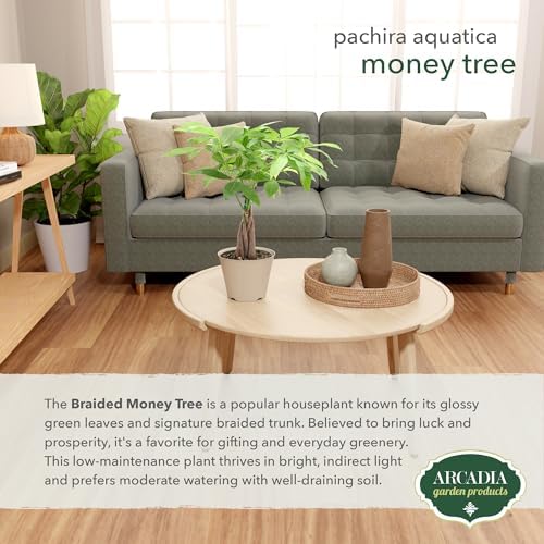 LV64 Live Braided 6-inch Money Tree Pachira Aquatica Indoor Houseplant in Arcadia Garden Product's Branded Plastic Pot, Tropical Plant Collector Gift for Home and Garden Decor, Tan - Image 4