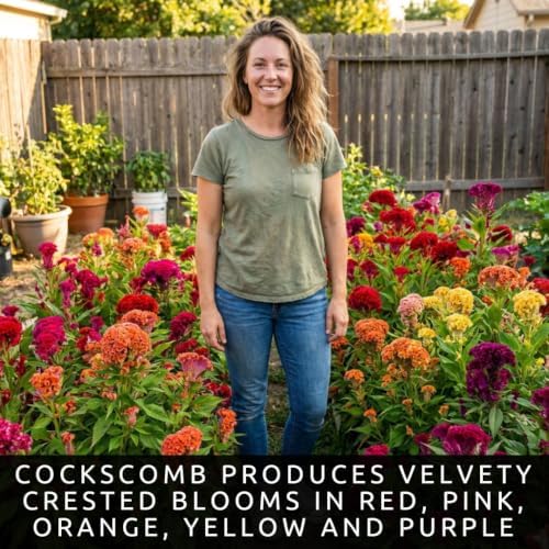 Cockscomb Seeds for Planting | 100 Seeds | Colorful Celosia Flowers - Image 3