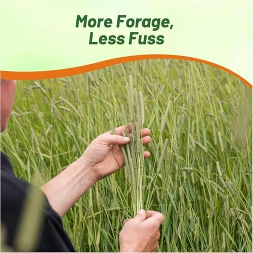 Outsidepride Climax Timothy Pasture Grass Seed - 5 Lbs. Perennial, Hardy, Easy to Grow, High-Yield, & Palatable, Winter Pasture Seed for Late-Spring Grazing, Hay Harvesting & Field Curing - Image 3