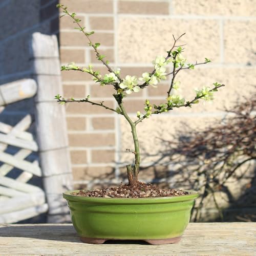 Brussel's Bonsai - Medium Live Bonsai Tree, Potted Outdoor Plant - Image 7