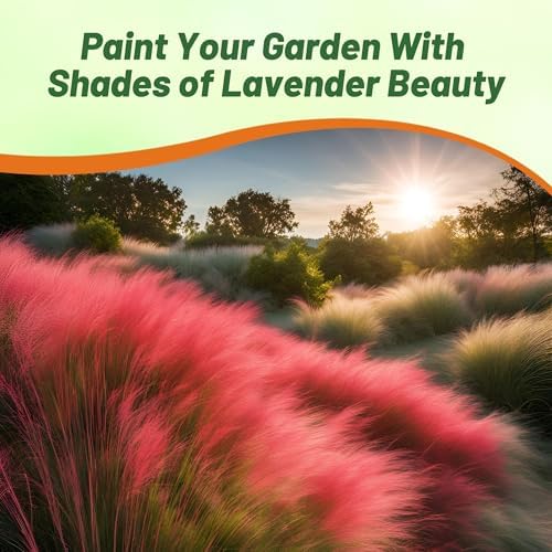 Outsidepride Ruby Muhly Ornamental Grass Seeds - 100 Pcs, Perennial, Drought Tolerant, Low Maintenance, Ornamental Tall Grass Plants, Fast Growing for Landscaping, Outdoor Garden, Privacy Plants - Image 5