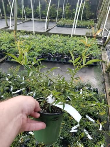 Lady Banks Yellow Climbing Rose - Live Plant - Quart Pot - Image 3