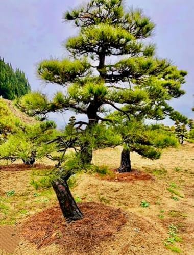 50 Pinus thunbergii Seeds, Japanese Black Pine Tree Seeds for Planting, Thunberg Pine Evergreen Bonsai Seeds, Ornamental Hardy Conifer Tree Seed for Zen Garden Backyard Home Landscaping - Image 7