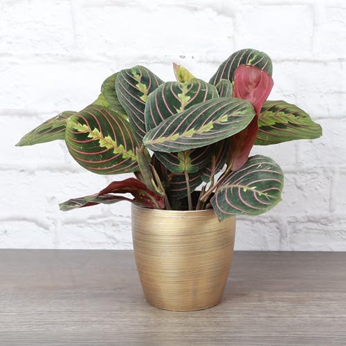 Live Red Prayer Plant, Pet Friendly, Easy to Grow, 4" Diameter Pot - Image 2