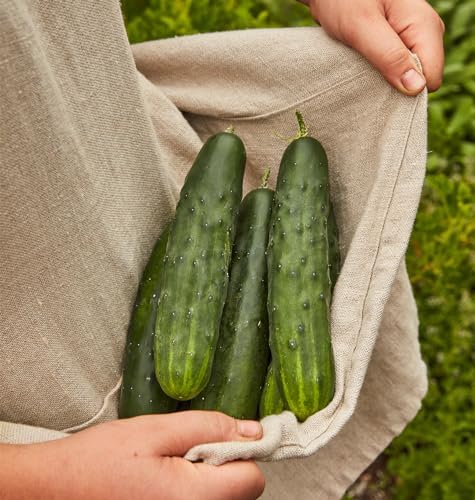 Burpee 'Marketmore 76' Slicing Cucumber Seeds, 125 Non-GMO seeds, Heirloom - Image 5