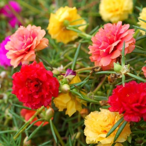 Moss Rose Seeds, 40,000+ Bulk Flower Seeds for Planting Outdoors(99% Pure Live, Non-GMO), Mixed Colors and Large Blooms, Attracts Pollinators, Easy to Grow by LUOJIBIE