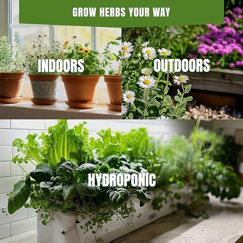 SproutMe Marjoram Sweet 200+ Seeds for Planting Non-GMO Heirloom Herbal Tea - Image 3